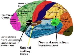 Left-brain language regions